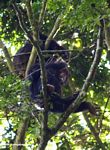 Wild chimps in a tree