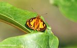 Orange skipper butterfly