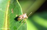 Brown insect on a leaf