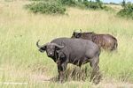 Cape buffalo eating