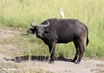 Cape buffalo (Syncerus caffer) with a cattle egret (Bubulcus ibis) on its back
