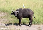 Cape buffalo with cattle egret on its back
