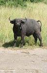 Cape buffalo (Syncerus caffer) on the savanna