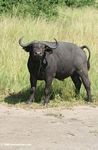 Cape buffalo (Syncerus caffer) in QENP
