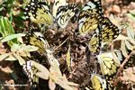 Black and yellow butterflies gathered on elephant dung