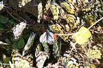 Hundreds of butterflies gathered on elephant droppings