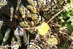 Hundreds of Belenois creona (the African Caper) butterflies gathered on elephant dung
