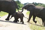 Elephants crossing road at short range