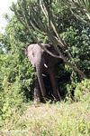 African elephant emerging from a bush