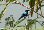 Blue sunbird (species unknown)