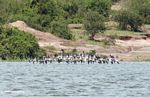 Flock of African skimmers (Rhynchops flavirostris) on the Kazinga Channel