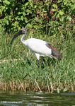 Sacred ibis (Threskiornis aethiopicus)