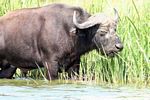 Cape buffalo feeding on reeds in the Kazinga Channel