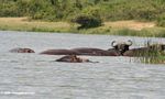 Cape buffalo and hippos in the Kazinga channel