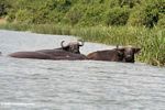 Cape buffalos (Syncerus caffer) with hippos in the Kazinga Channel