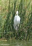 Great White Egret (Ardea alba), a wading egret
