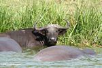 Cape buffalo (Syncerus caffer) in the waters of the Kazinga Channel