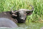 Cape buffalo (Syncerus caffer) in the water on the edge of the Kazinga Channel