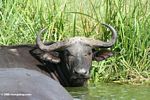 Cape buffalo (Syncerus caffer) in the Kazinga Channel