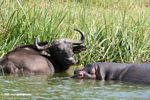 Cape buffalo and hippo in the Kazinga channel