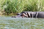 Hippo in the shallows of the Kazinga Channel
