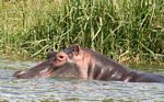 Hippo (Hippopotamus amphibius) in the shallows of the Kazinga Channel
