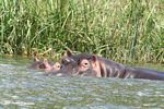 Mother hippo with baby along the banks of the Kazinga channel