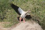 Egyptian Goose, Alopochen aegyptiacus, in flight