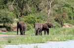Elephants at water's edge