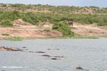 Fish eagle, elephant, hippos in the same frame
