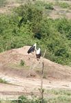 Pair of African fish eagles