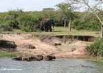 Hippo, elephants, and buffalo in the same picture