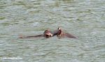 Hippo with eyes and ears just above the water surface