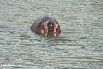 Hippo emerging from the Kazinga Channel