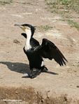 Great cormorant (Phalacrocorax carbo) drying its wings in the sun