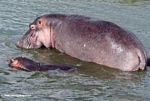 Giant hippo