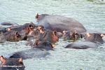 Group of hippos in the Kazinga Channel