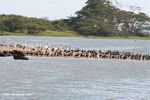 Buffalo, pelicans, cormorants on a sandbar
