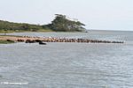 Buffalo, pelicans, cormorants on a sandbar in the Kazinga Channel