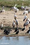 Great cormorants, Pink-backed pelicans, Great white pelicans, Little egret, yellow-billed storks on a beach