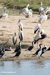 Great cormorants, Pink-backed pelicans, Great white pelicans, Little egret, yellow-billed storks