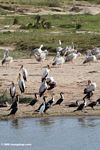Yellow-billed storks, Great cormorants, Pink-backed pelicans, Great white pelicans, Little egret together on a beach