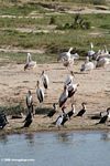 Great cormorants, Pink-backed pelicans, Great white pelicans, Little egret, yellow-billed storks together on a Lake Edward/Kazinga Channel beach