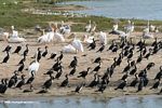 Great cormorants, Pink-backed pelicans, Great white pelicans on a Lake Edward/Kazinga Channel beach