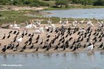 Pelicans and cormorants on the shore of Lake Edward