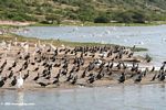 Large numbers of waterbirds on the shore of Lake Edward