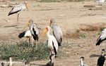 Yellow-billed storks
