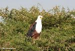 African fish eagle perched in a thorny bush