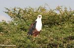 African fish eagle perched in a thorn bush