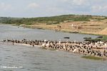 Waterbirds with a Kazinga Channel village in the background